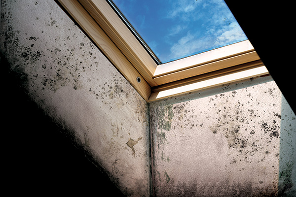 Trattamento muffa finestra velux