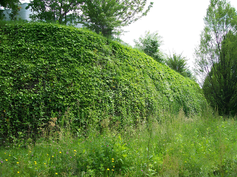 terra rinforzata